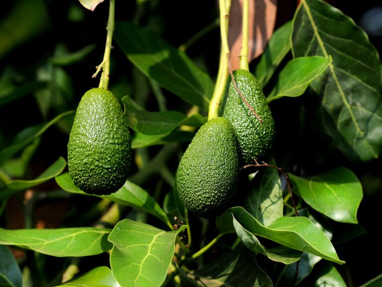 Curso Fundamentos Eco-fisiológicos para la producción de Paltos